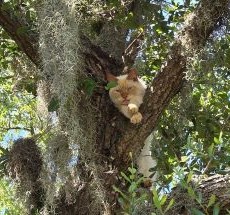 photo by Charlotte County Public Safety