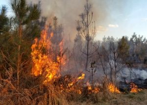 photo by Gulf County Beaches VFD