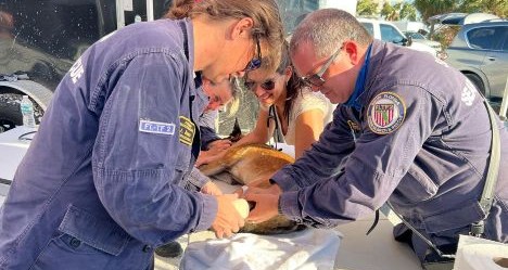 photo by Miami Fire Rescue