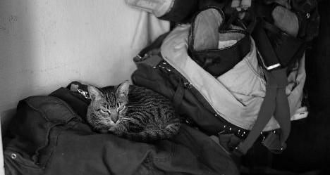 photo by Dave Williams