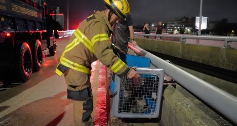 photo by Tampa Fire Rescue